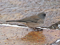 Dark eyed Junco Oregon Group 5851